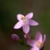 centaury