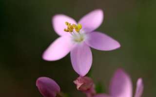 La Fleur de Bach Centaury ou Centaurée