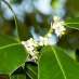 holly