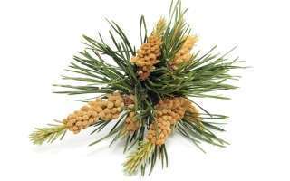 La Fleur de Bach Pine ou Pin