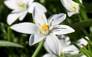 star-of-bethlehem