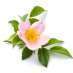 wild-rose