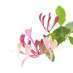 honeysuckle