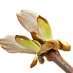 chestnut-bud