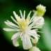 clematis