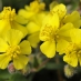 rock_rose