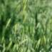 wild-oat
