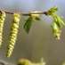 hornbeam