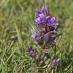 gentian
