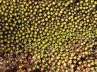 scleranthus