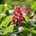 red_chestnut