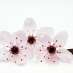 cherry-plum