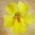 mimulus