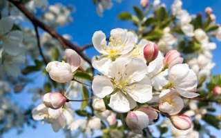 La Fleur de Bach Crab Apple ou Pommier Sauvage