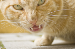 Comment Calmer Un Chat Agressif Les Fleurs De Bach Sont La Comment Calmer Un Chat Agressif Les Fleurs De Bach Sont La