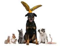 Trouble du comportement chez les animaux